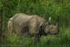Rhino in Chitwan
